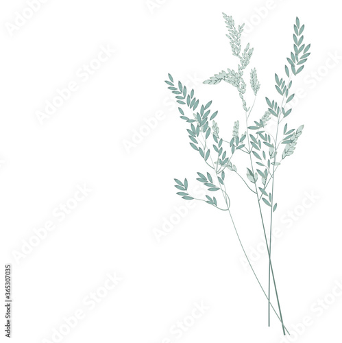 Vector stock illustration of pampas grass. Cream branch of dry grass. Panicle Cortaderia selloana South America  feather flower head plumesstep. soft mint color. Template for a wedding card.