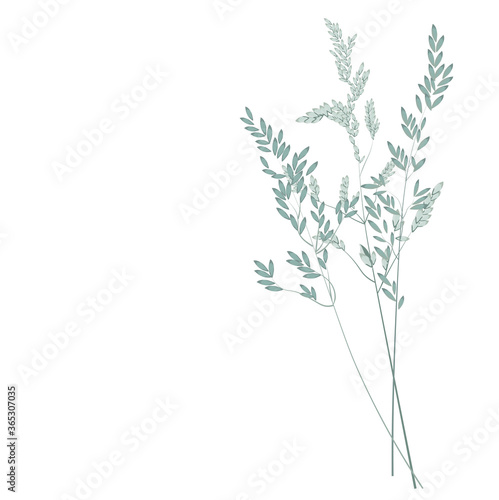 Vector stock illustration of pampas grass. Cream branch of dry grass. Panicle Cortaderia selloana South America, feather flower head plumesstep. soft mint color. Template for a wedding card.