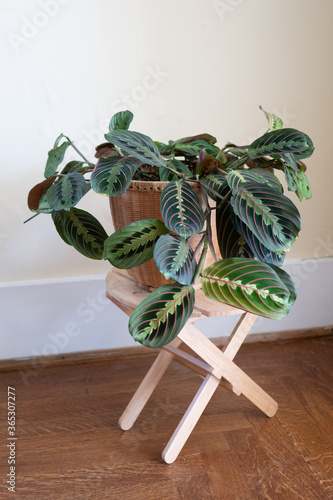 Maranta leuconeura, beautiful foliage on prayer plant in a woven basket on a wooden stool.