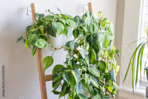 Group of philodendron brasil potted house plants growing on a ladder leaning against a wall. photo