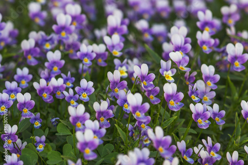 City flower bed with lilac violets. Many of the same colors. Beautiful natural background.