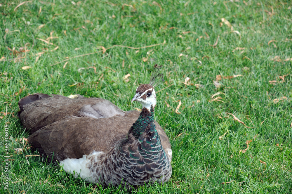 on a green lawn a young female peacock on a green lawn a young female peacock