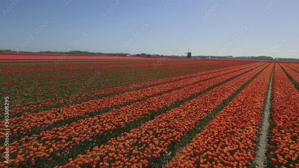 Colorful Tulip fields in Holland shot by drone in slowmotion Colorful Tulip fields in Holland shot by drone in slowmotion