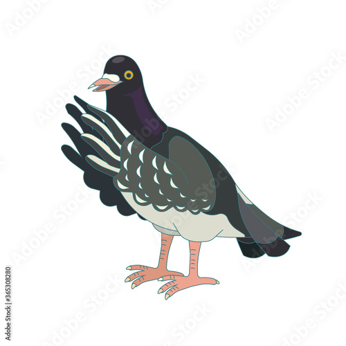 Black Feral or Rock pigeon in Cartoon style, vector stock illustration on white isolated background for prints on note and sketchbooks , concept of Ornithology and Aviculture, Urban Birds and Wildlife