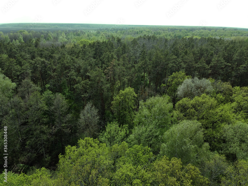 Fototapeta premium European forest, aerial view. Forest landscape in spring.