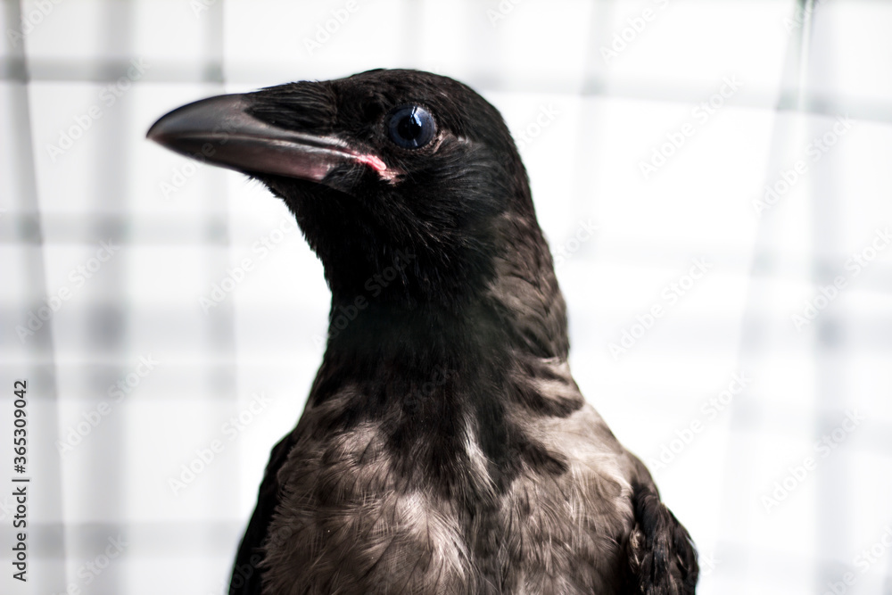Fototapeta premium A caged crow bird looking serious, strong and intimidating