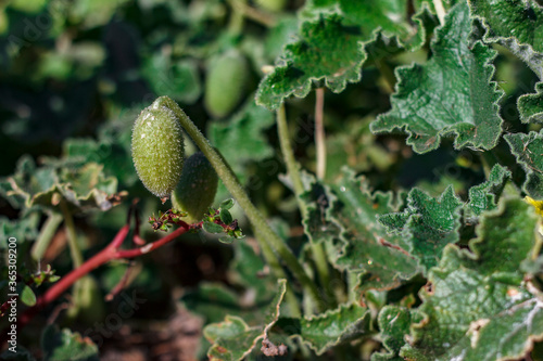 a green plant named ecballium elaterium photo