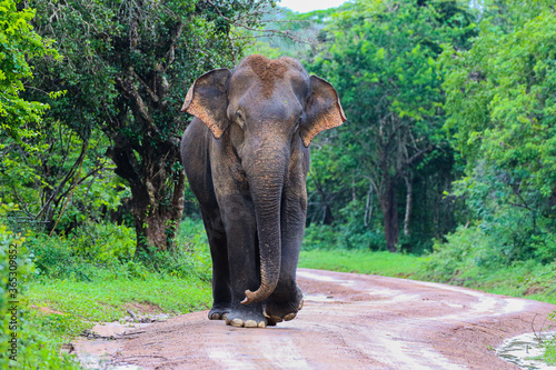 elephant in the wild,Sri Lanka