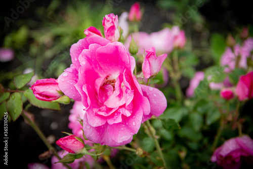 pink rose in the garden