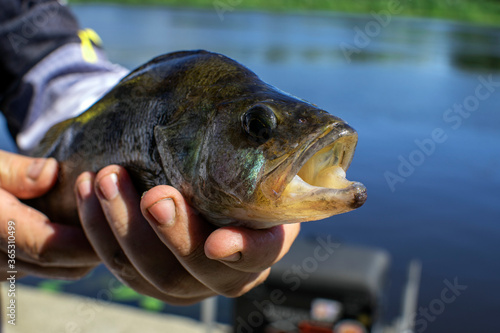 Large perch in the hand of a fisherman
