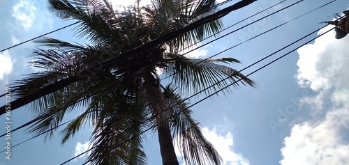 palm tree against blue sky