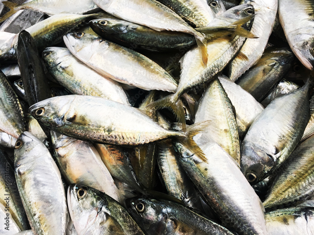 Fototapeta premium Fresh Mackerel in the market