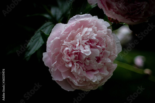 close up of pink peony