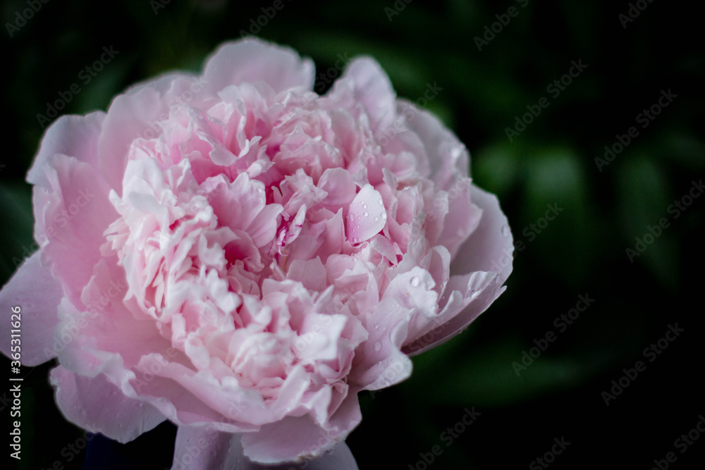 close up of pink peony