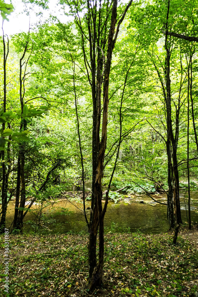 Naklejka premium Beu river. Cheile Nerei-Beusnita National Park, Romania.