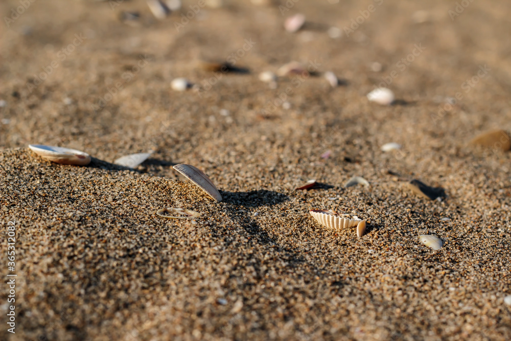sea shells on dry sands and very few grass / desert like, dry and hot sea shells on dry sands and very few grass / desert like, dry and hot