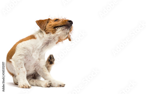 dog scratching paw from allergies and fleas on a white background