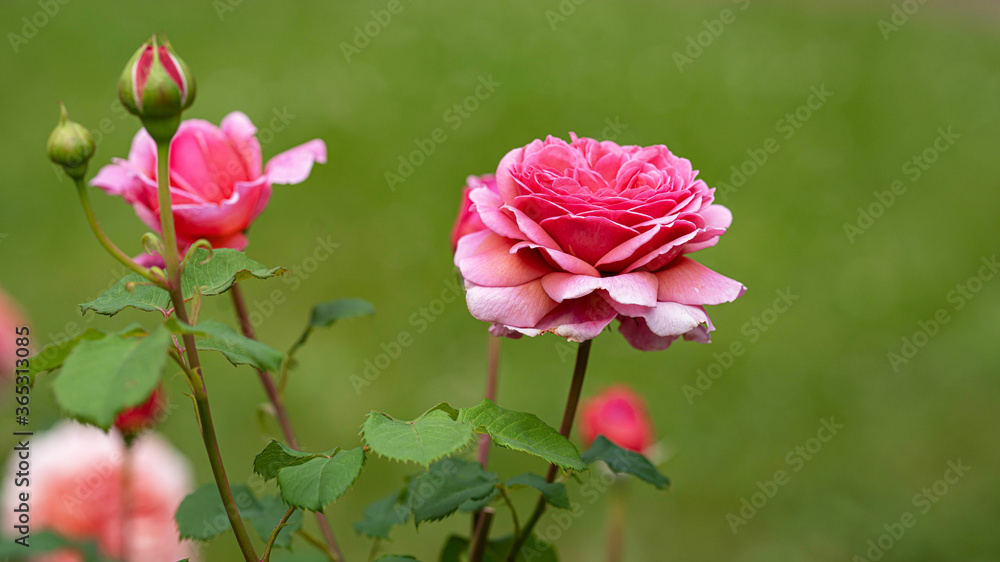 pink rose and buds on a blurry green background pink rose and buds on a blurry green background