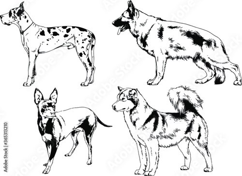 vector drawings sketches pedigree dogs and cats drawn in ink by hand , objects with no background