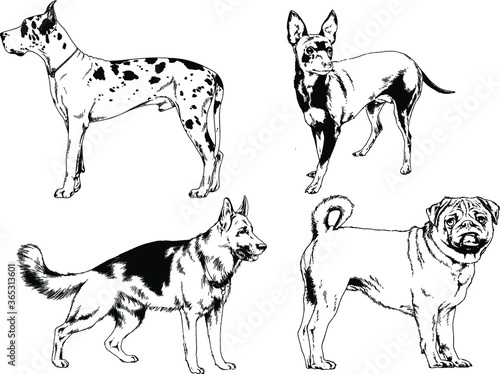 vector drawings sketches pedigree dogs and cats  drawn in ink by hand   objects with no background