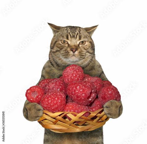 The beige cat is holding a wicker basket full of red ripe raspberries berries. White background. Isolated. © iridi66