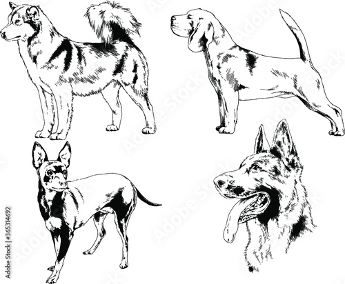 vector drawings sketches pedigree dogs and cats drawn in ink by hand , objects with no background