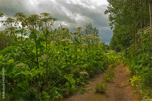 Dangerous plant weed cow parsnip Sosnowski photo