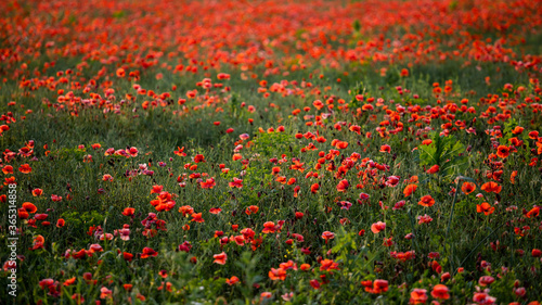 field of red poppies © Liubov Kartashova