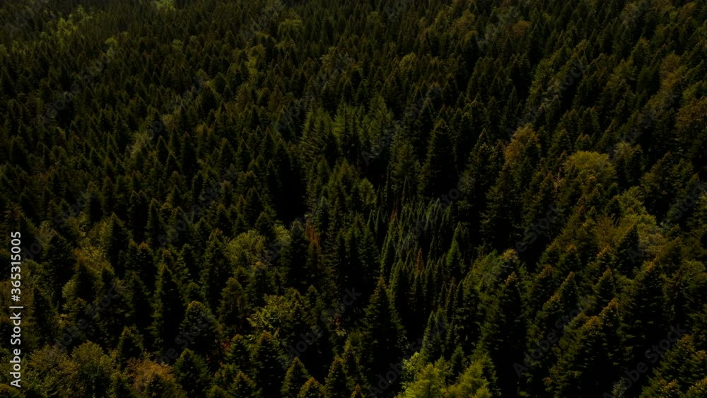 Aerial view at mountain forest on a summer day Aerial view at mountain forest on a summer day
