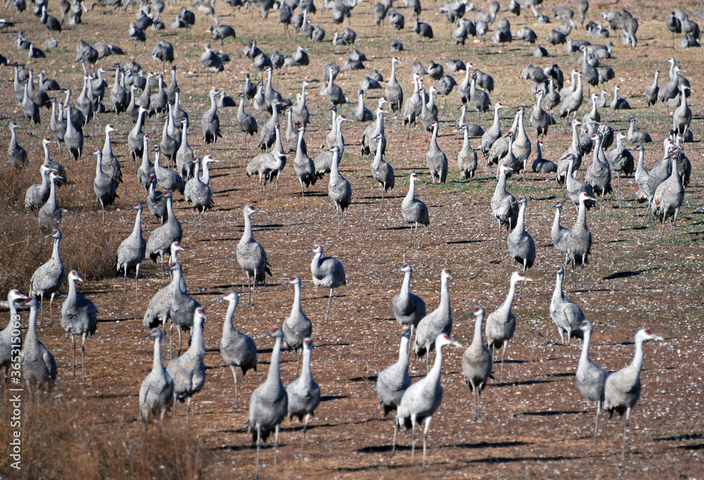 Sandhill cranes in their winter quarter in Southern Arizona Sandhill cranes in their winter quarter in Southern Arizona