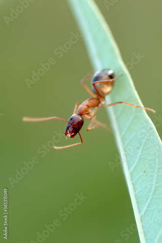 Beautiful Strong jaws of red ant close-up © blackdiamond67