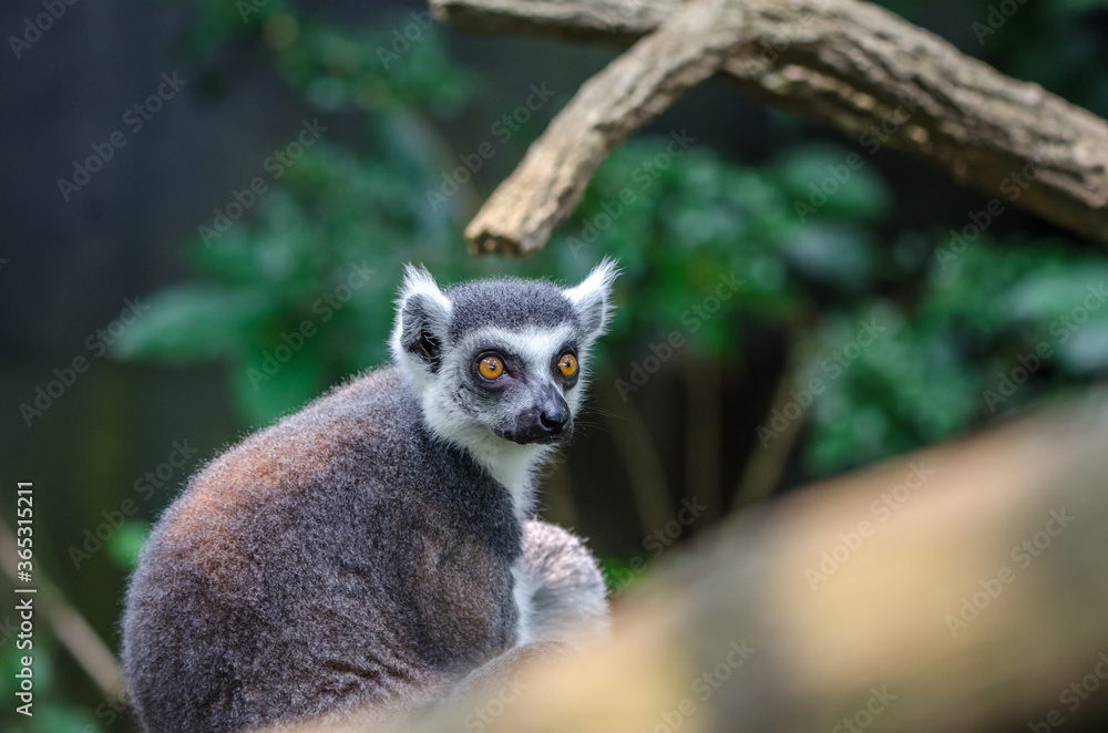Fototapeta premium Lemur