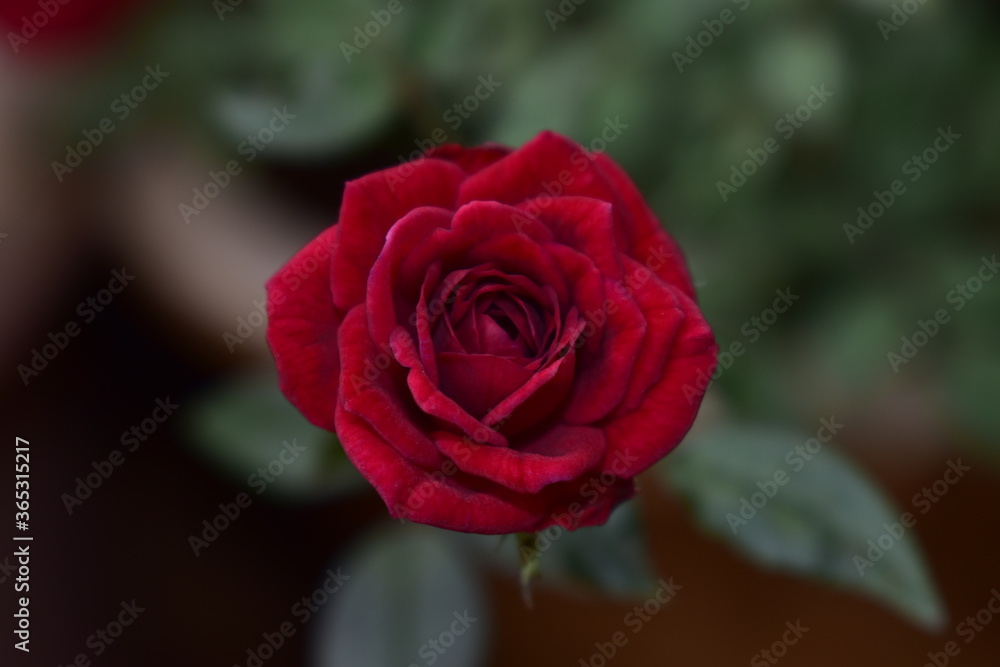 Red roses also stand for passion, true love, romance and desire. The red rose is a classic “I Love You” rose,making it a popular choice for Valentine's Day.When red roses are used for a bridal bouquet Red roses also stand for passion, true love, romance and desire. The red rose is a classic “I Love You” rose,making it a popular choice for Valentine's Day.When red roses are used for a bridal bouquet
