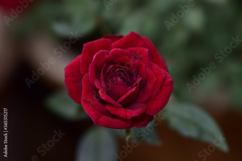 Red roses also stand for passion  true love  romance and desire. The red rose is a classic    I Love You    rose making it a popular choice for Valentine s Day.When red roses are used for a bridal bouquet