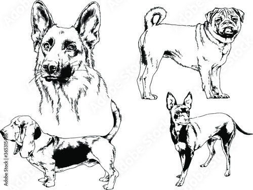 vector drawings sketches pedigree dogs and cats  drawn in ink by hand , objects with no background