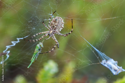 Beautiful spider feasting grasshopper on a spider web . Beautiful spider on a spider web 