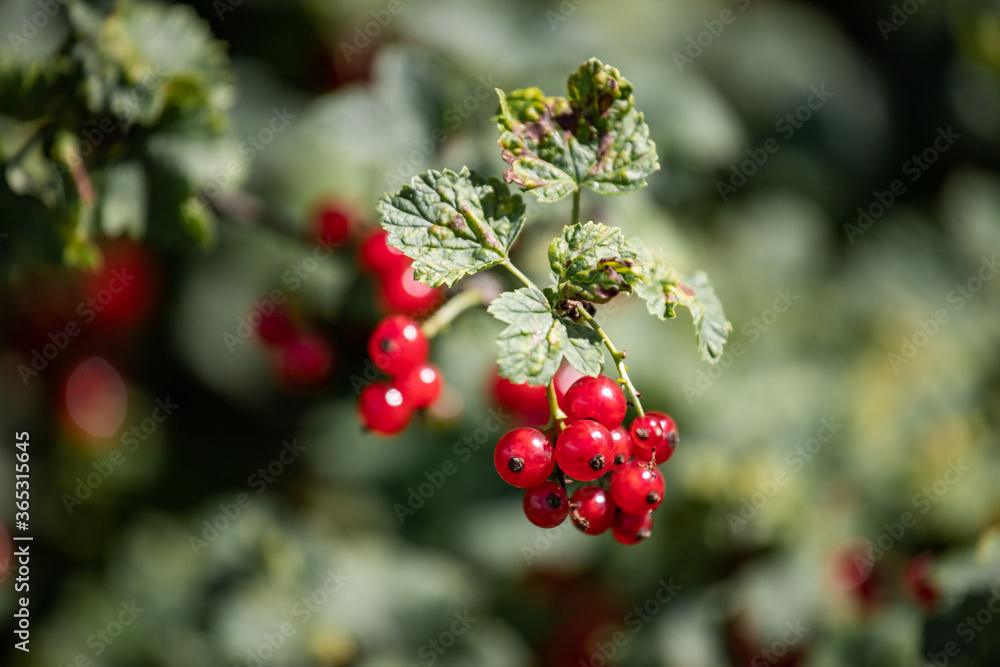Obraz premium red berries on a branch