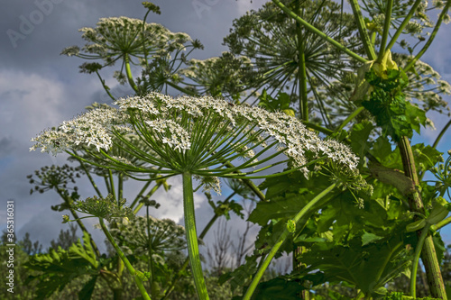 Dangerous plant weed cow parsnip Sosnowski