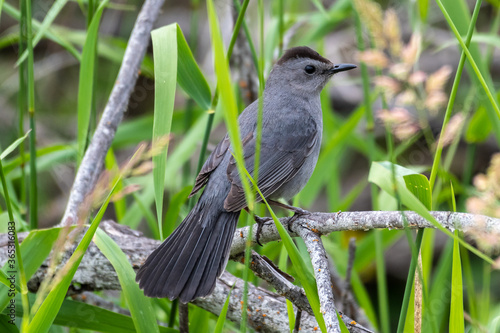 Perching Gray Catbird (Dumetella carolinensis) photo