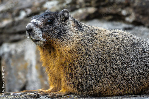 Rock Chuck or Yellow-bellied Marmot (Marmota flaviventris)