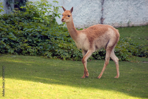 Wallpaper Mural Llama portrait on green grass Torontodigital.ca
