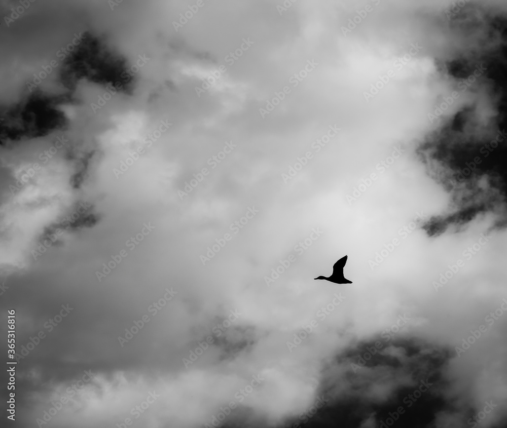 Silhouette of a wild duck or bird flying over a dark cloudy sky.