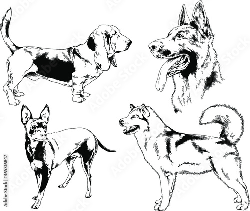 vector drawings sketches pedigree dogs in the racks drawn in ink by hand   objects with no background