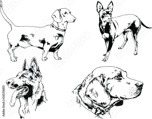 vector drawings sketches pedigree dogs in the racks drawn in ink by hand , objects with no background