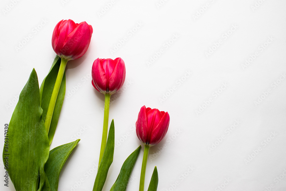 Fototapeta premium 3 tulipanes rosas en fondo blanco