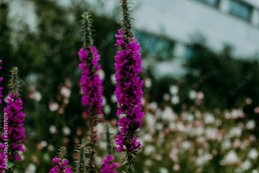 Fototapeta premium fleurs violettes dans un jardin urbain