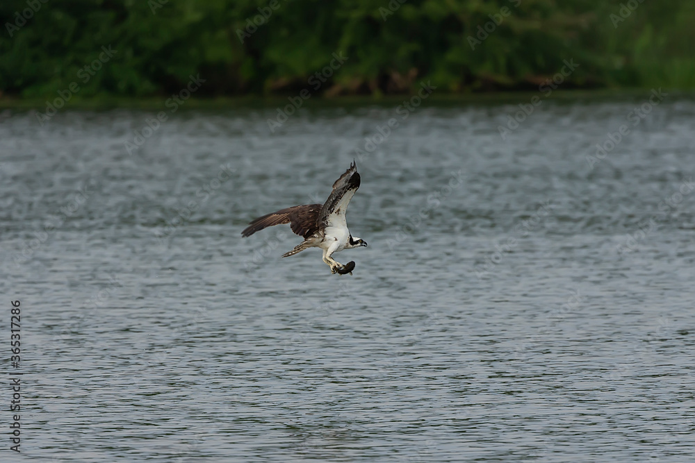 Western osprey on the hunt