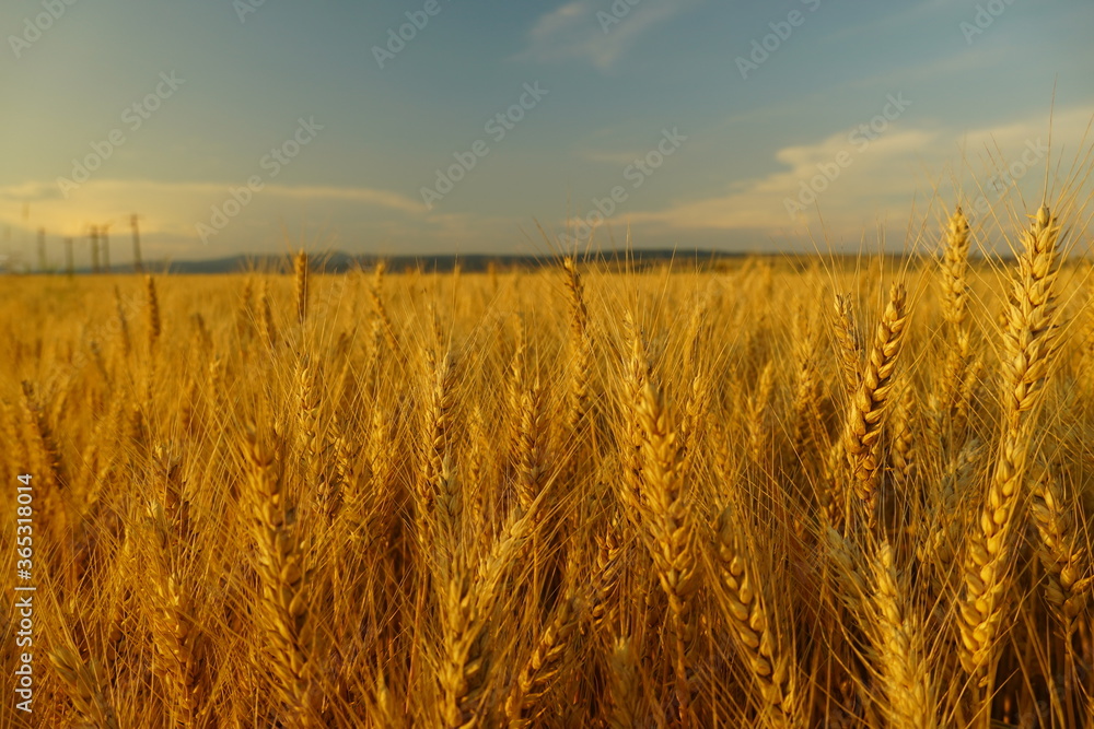Large wheat field in the summer of 2020 