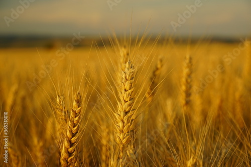 Large wheat field in the summer of 2020 