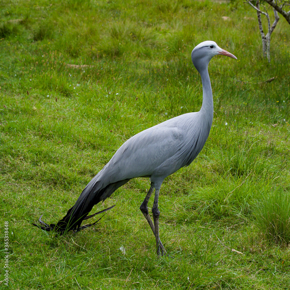 Fototapeta premium Blue Crane, the national bird of South Africa.